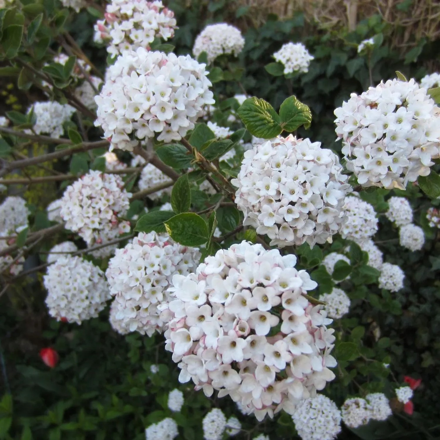 Großblumiger Schneeball Viburnum carlcephalum 60 bis 80 cm im Container Duftende Blüten