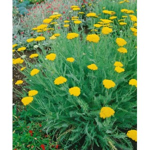 Schildblatt Schafgarbe (Achillea clypeolata) im Topf mit leuchtend gelben Blüten.