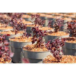 Physocarpus All Black®: Jungpflanzen der Blasenspiere mit dunklem Laub in Töpfen.