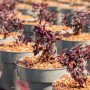 Physocarpus All Black®: Jungpflanzen der Blasenspiere mit dunklem Laub in Töpfen.