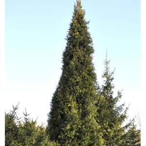 Säulenförmige, grüne Säulenfichte Cupressina (Picea abies) im Garten.