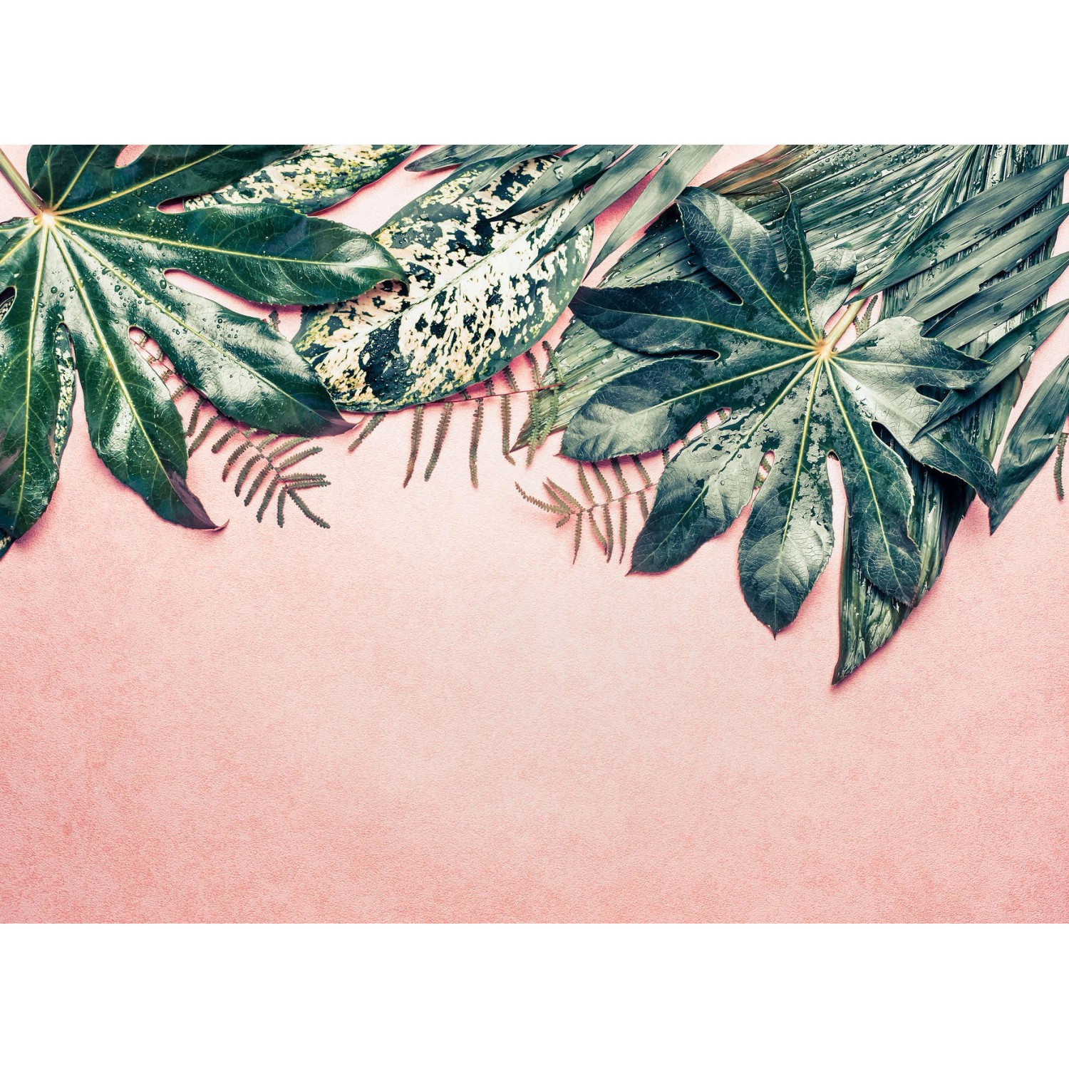 Fototapete Blätter Palmen Grün Rosa 3,50 m x 2,55 m FSC®