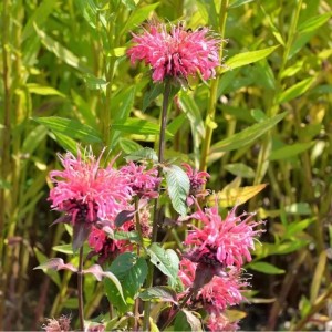 Blühende Indianernessel 'Präriebrand' (Monarda fistulosa) im Garten.