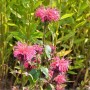 Blühende Indianernessel 'Präriebrand' (Monarda fistulosa) im Garten.