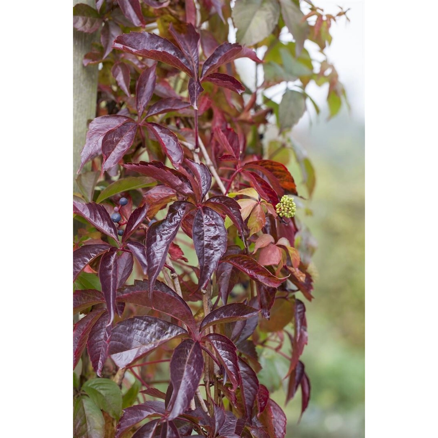 Parthenocissus Quinquefolia Wilder Wein 60–100 cm günstig online kaufen