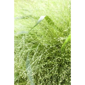 Detailaufnahme der Rutenhirse Panicum virgatum im 9x9 cm Topf, ein dekoratives Ziergras.