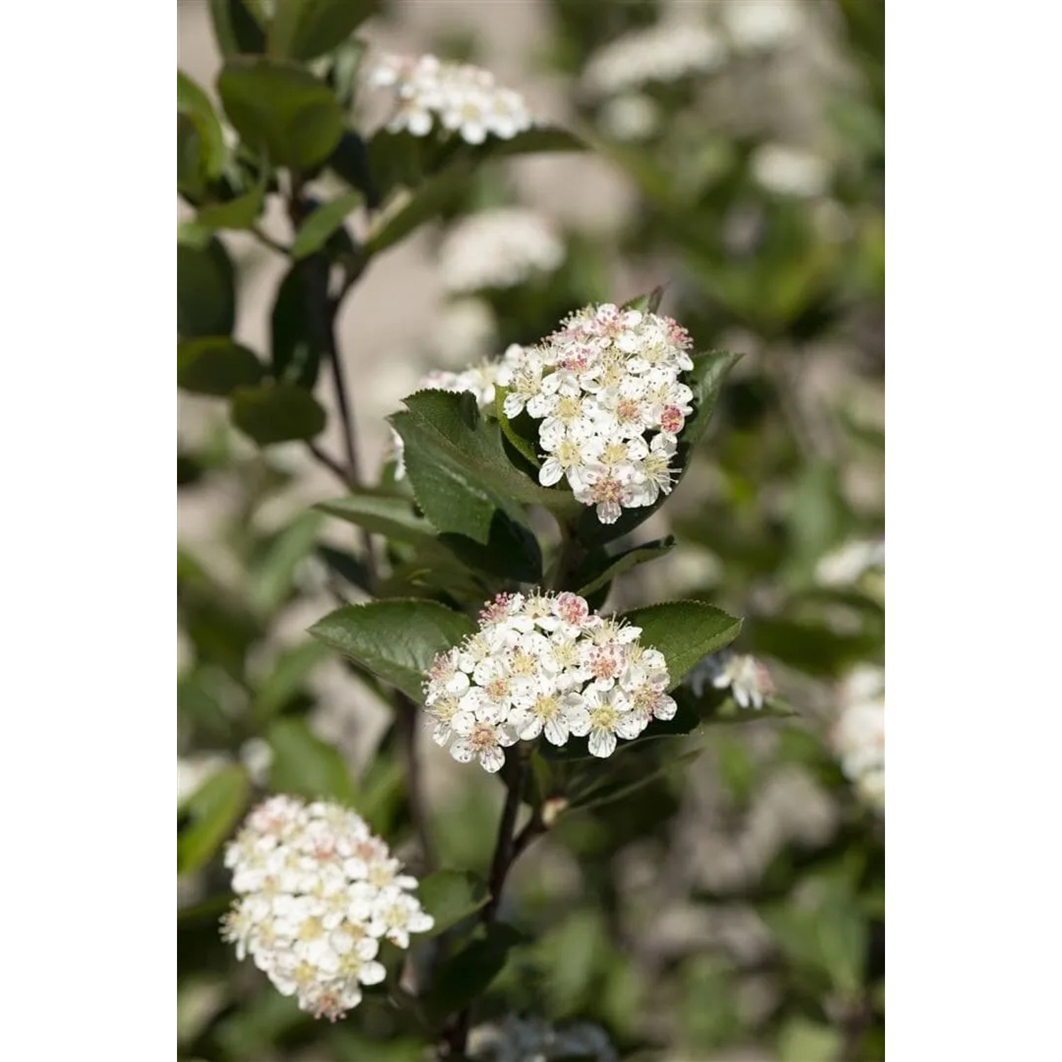 Blühende Apfelbeere (Aronia Melanocarpa) mit weißen Blüten und grünen Blättern.