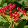 Nahaufnahme: Rote Beeren des Gewöhnlichen Schneeballs (Viburnum Opulus) vor grünem Laub.