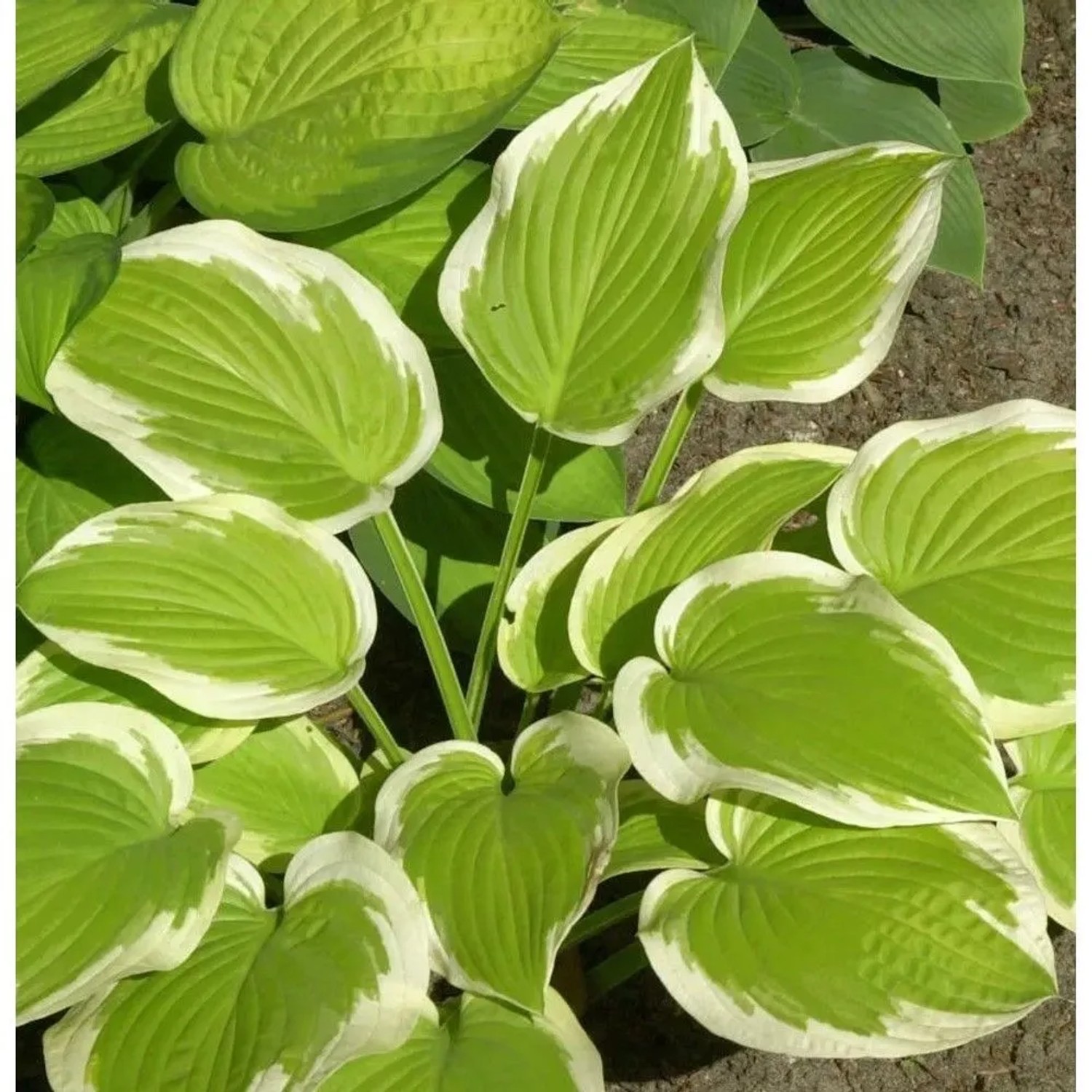 Funkie Winter Snow Staude mit zweifarbigen, grün-weißen Blättern. Hosta cultorum Gartenpflanze.
