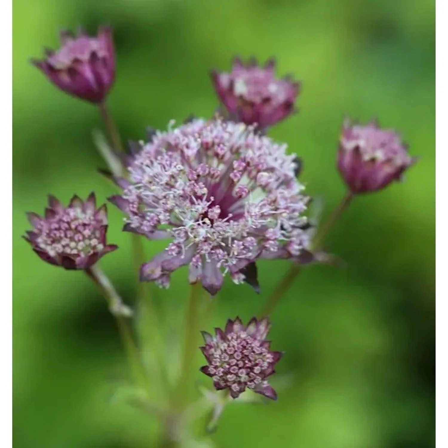 Sterndolde Hadspen Blood - Astrantia major