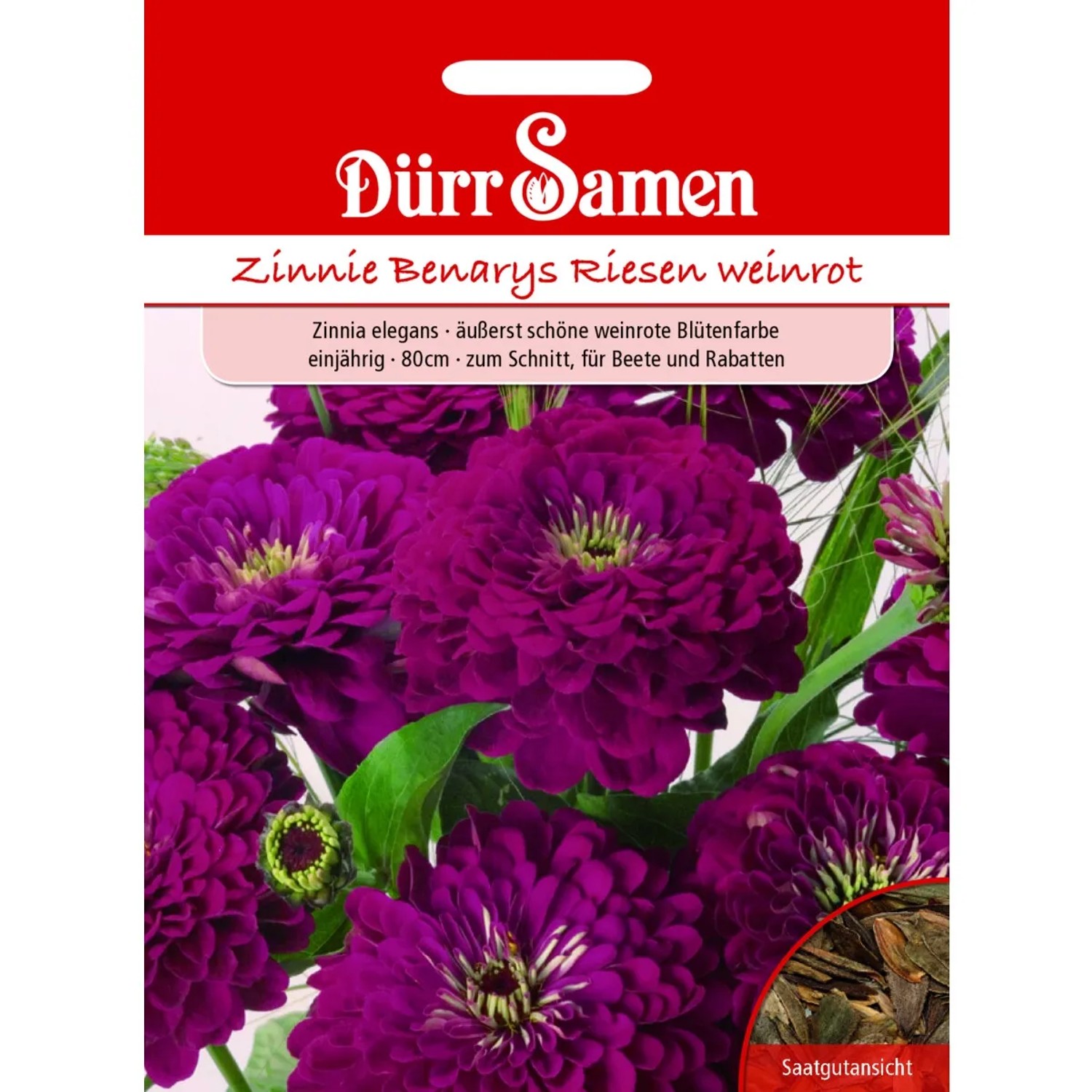 Dürr Samen Zinnien Benarys Riesen Weinrot Einjährig Saatgut