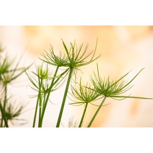 Detailaufnahme des grünen, exotischen Echten Papyrus (Cyperus papyrus) im Topf, eine dekorative Teichpflanze.