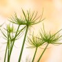 Detailaufnahme des grünen, exotischen Echten Papyrus (Cyperus papyrus) im Topf, eine dekorative Teichpflanze.