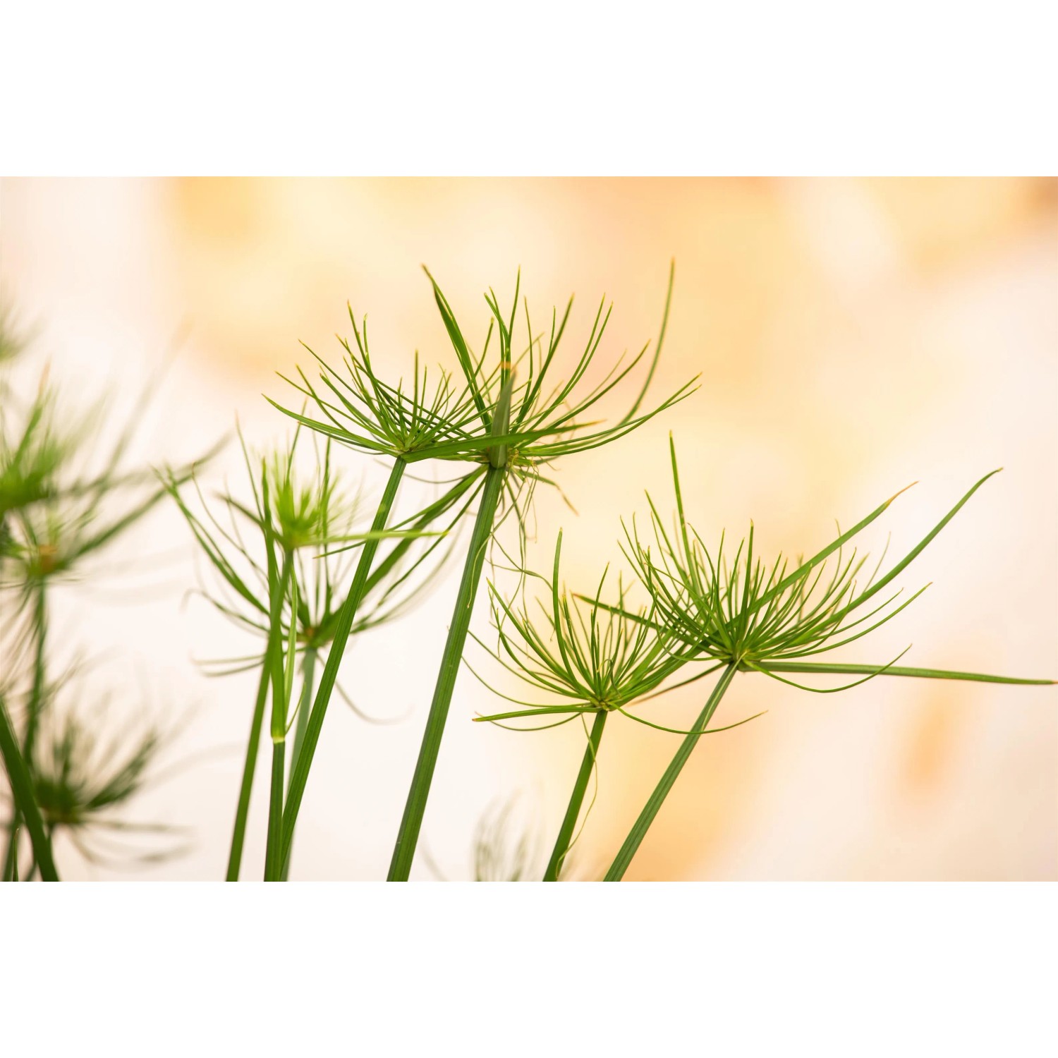 Detailaufnahme des grünen, exotischen Echten Papyrus (Cyperus papyrus) im Topf, eine dekorative Teichpflanze.