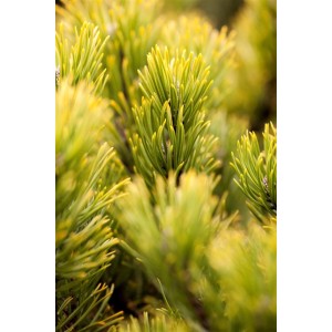 Detailaufnahme der goldgelben Nadeln einer Pinus Mugo Ophir Bergkiefer.