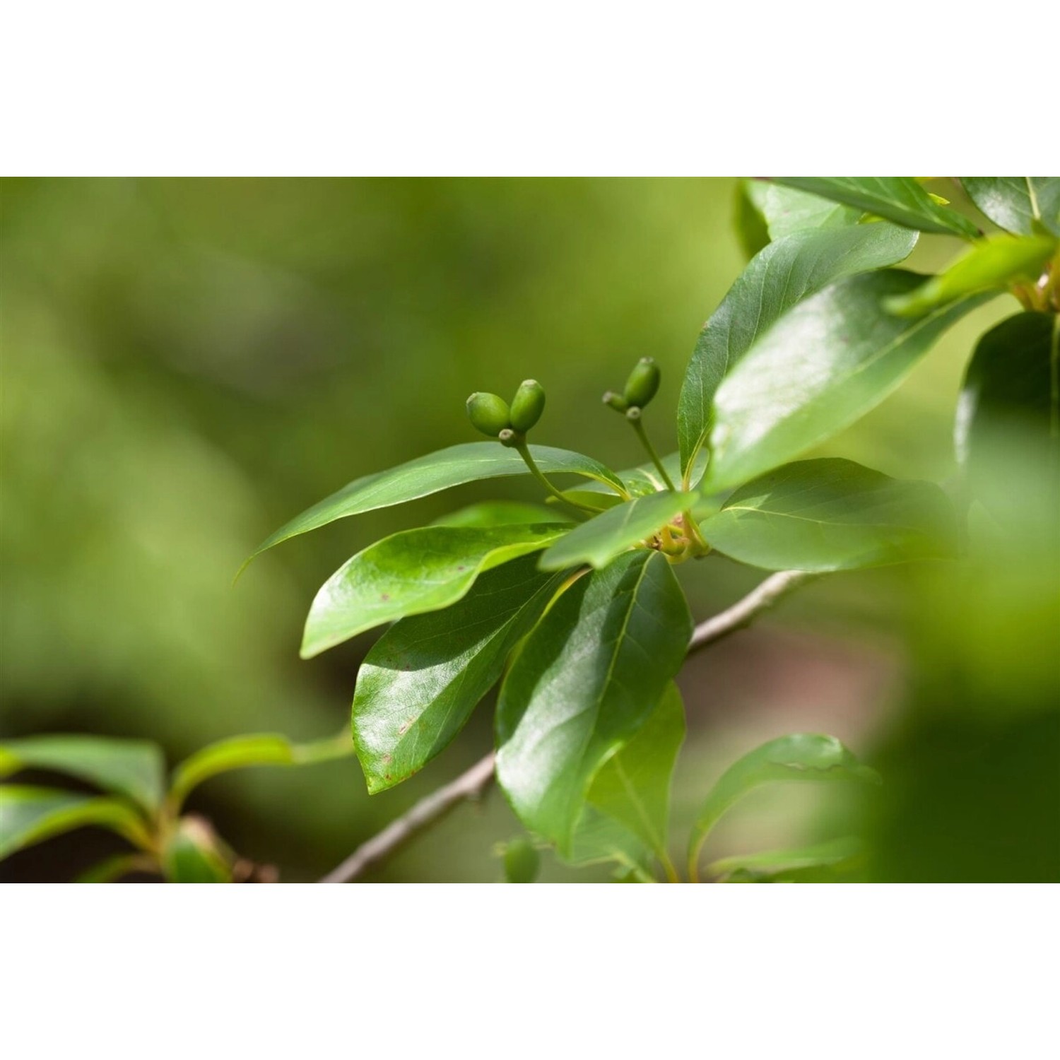 Nyssa Sylvatica Tupelobaum 40–60 cm Leuchtend Rote Herbstfärbung günstig online kaufen