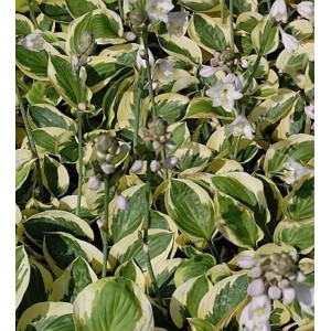 Blaugrüne Funkie 'Brim Cup' (Hosta tokudama) mit grün-gelben Blättern und weißen Blüten.