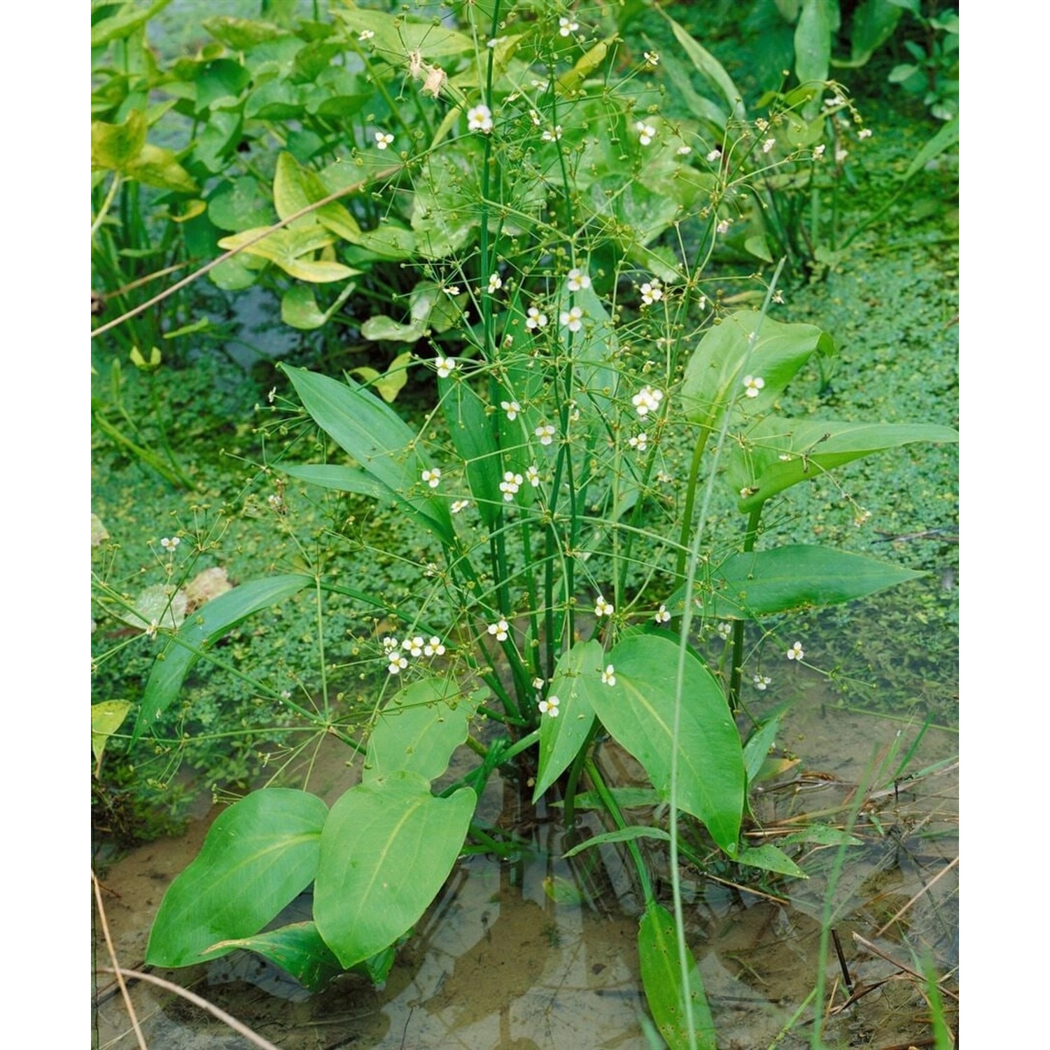 Alisma Parviflorum, kleines Froschkraut mit grünen Blättern und zarten weißen Blüten im 9x9 cm Topf.