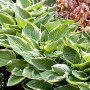 Buschige Hosta Patriot Staude mit grün-weißen Blättern im Beet.