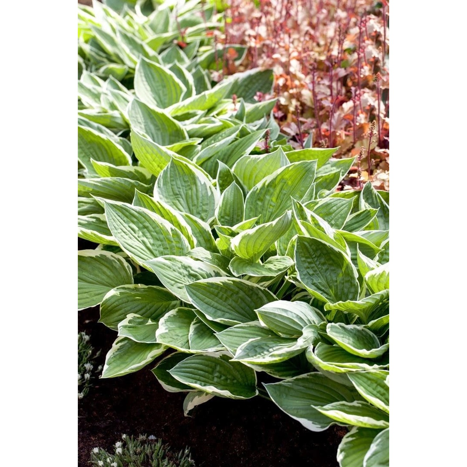 Hosta Patriot 3-5 Liter Container günstig online kaufen