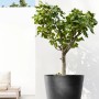 Dunkelgrauer Ecopots Pflanztopf Amsterdam mit Rollen, 80x75 cm, mit eingepflanztem Baum.