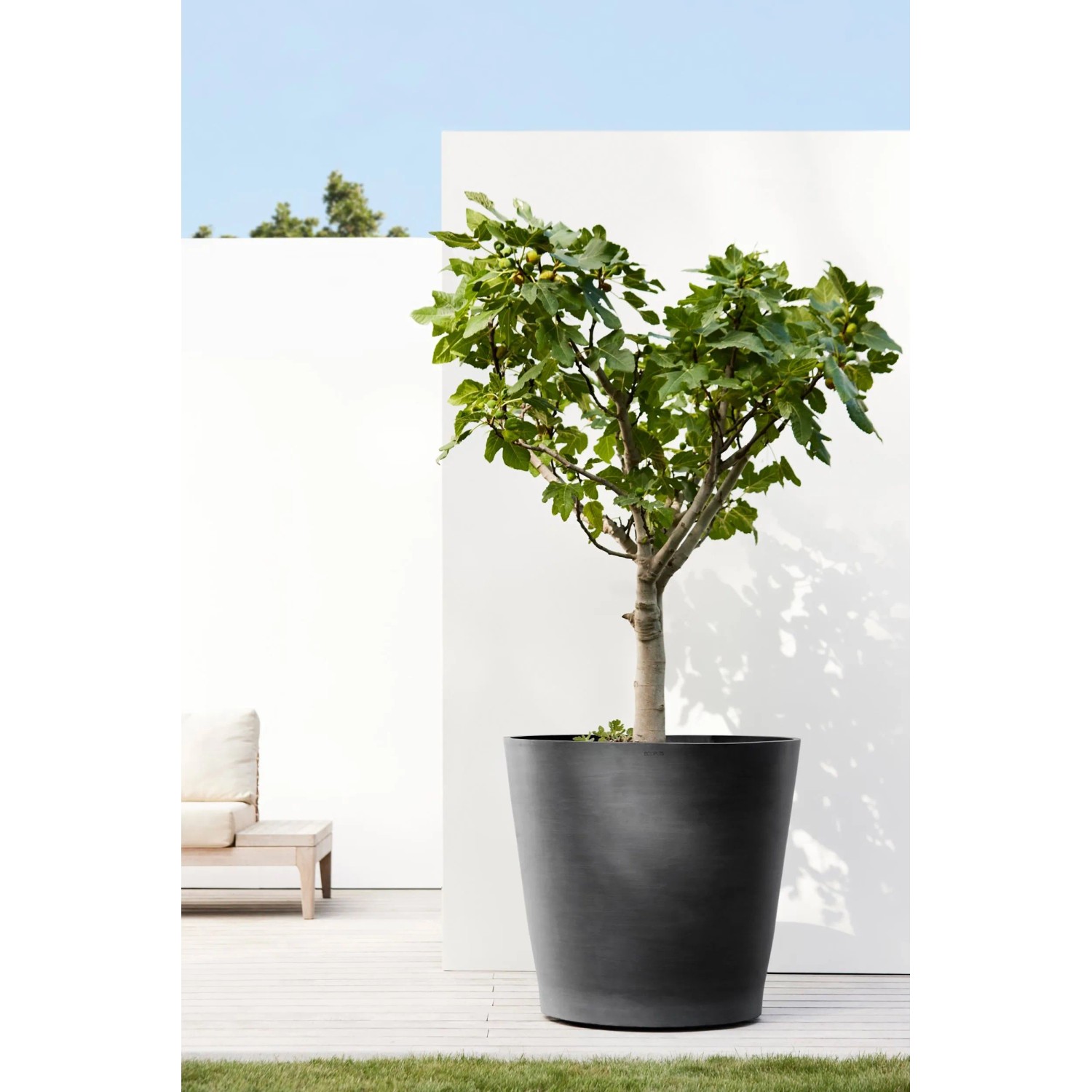Dunkelgrauer Ecopots Pflanztopf Amsterdam mit Rollen, 80x75 cm, mit eingepflanztem Baum.
