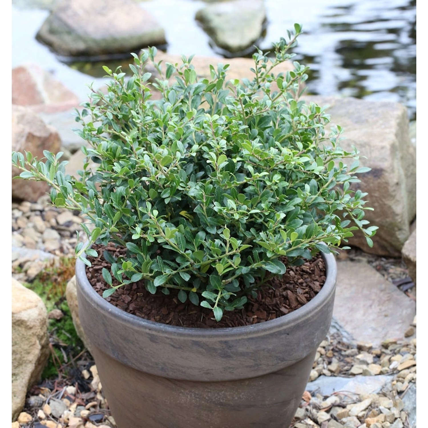 Niedriger Bergilex Stechpalme 30-40cm - ilex crenata günstig online kaufen