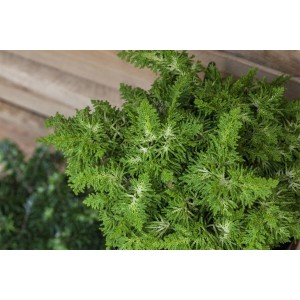 Chamaecyparis Fernspray Gold, grüne Hinoki-Scheinzypresse mit farnartigen Blättern.