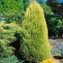 Goldgelbe Chamaecyparis lawsoniana 'Erecta Aurea' Heckenpflanze, 40-60 cm hoch.