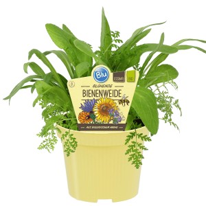 Blu Bienenweide Mix im Topf, bienenfreundliche Balkonpflanze mit essbaren Blüten.