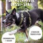 Schwarzer Hund mit Rudelkönig Hundegeschirr Bella, Größe L, gepolstertes Brustgeschirr.
