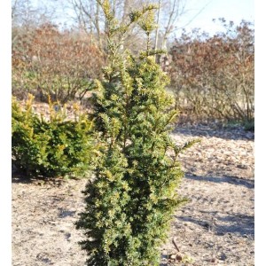 Goldgelbe Zwerg-Säuleneibe 'Goldener Zwerg', 30-40 cm, im Gartenbeet.