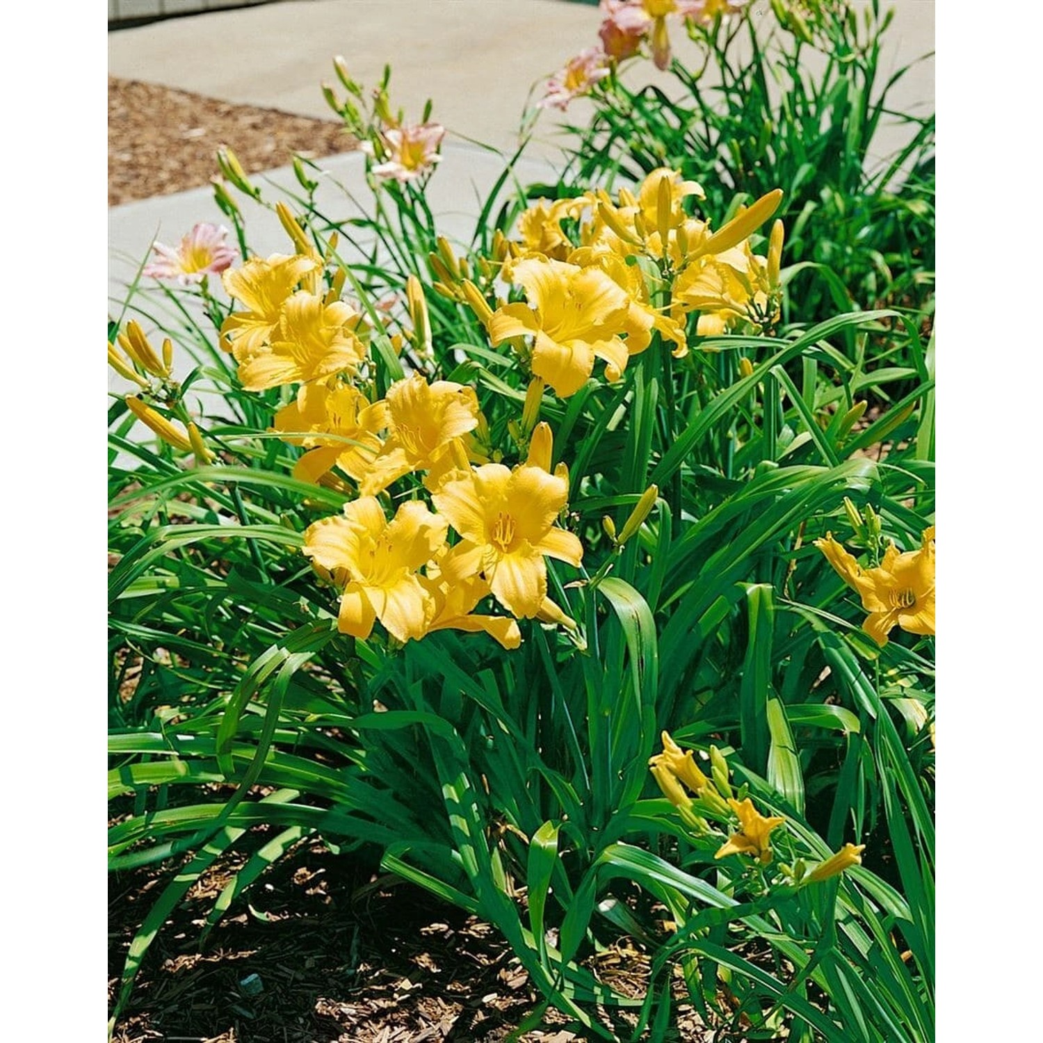 Hemerocallis X Cult. Mary Todd Taglilie Ca. 11x11 cm Topf günstig online kaufen