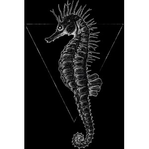 Komar Wandbild Sea Horse Black, 50x70 cm, zeigt ein weißes Seepferdchen auf schwarzem Grund.