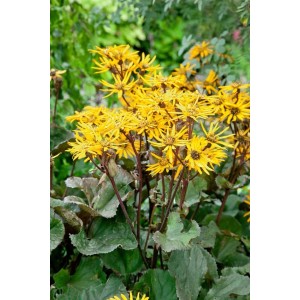 Ligularia 'Britt-Marie Crawford' Staude mit leuchtend gelben Blüten und dunklem Laub im 11x11 cm Topf.