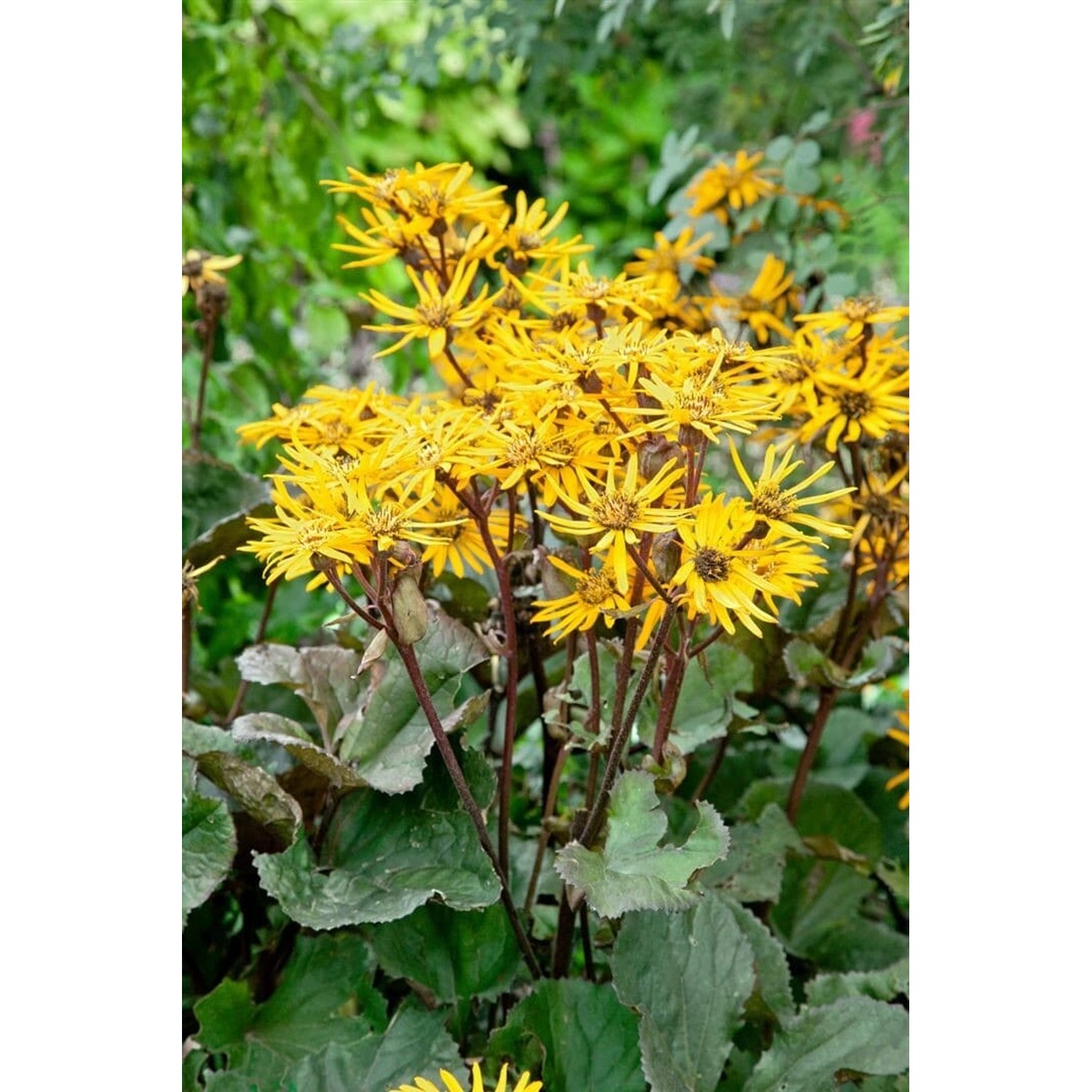 Ligularia Dent. Britt-Marie Crawford Ca. 11x11 cm Topf günstig online kaufen