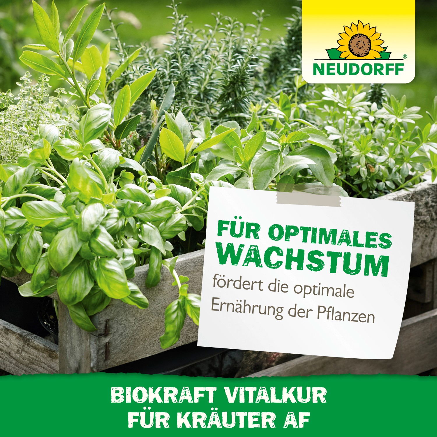 Neudorff BioKraft Vitalkur für Kräuter, Pflanzenstärkung für optimales Wachstum und gesunde Kräuter.