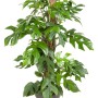 Fensterblatt 'Monstera Minima' am Moosstab, ca. 80cm hoch im Topf. Dekorative Grünpflanze für Innenräume.