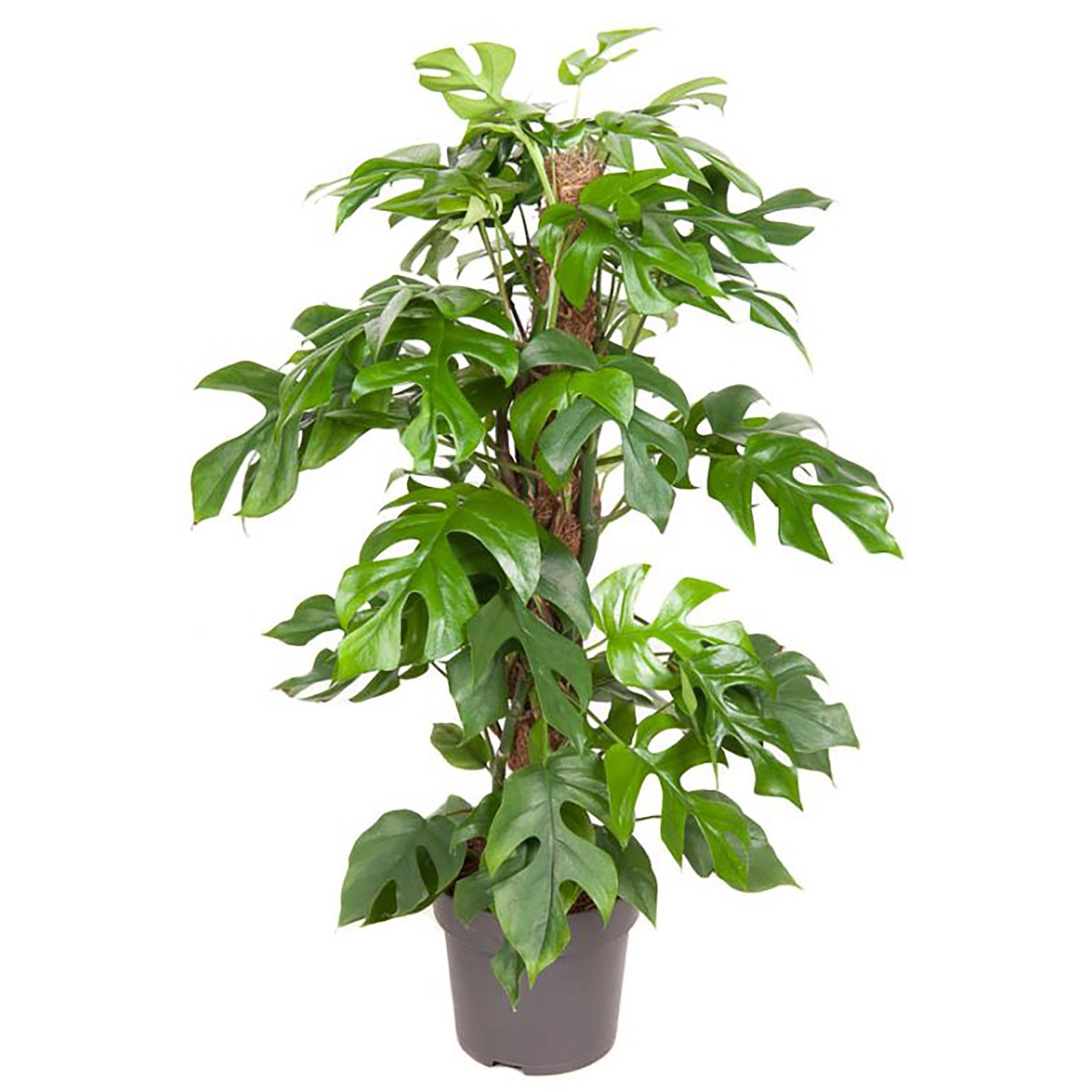GROW Fensterblatt am Moosstab Höhe ca. 80 cm Topf-Ø ca. 19 cm Monstera Mini günstig online kaufen