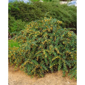 Immergrüne Berberitze Candidula Jytte mit gelben Blüten, ca. 25-30 cm hoch.