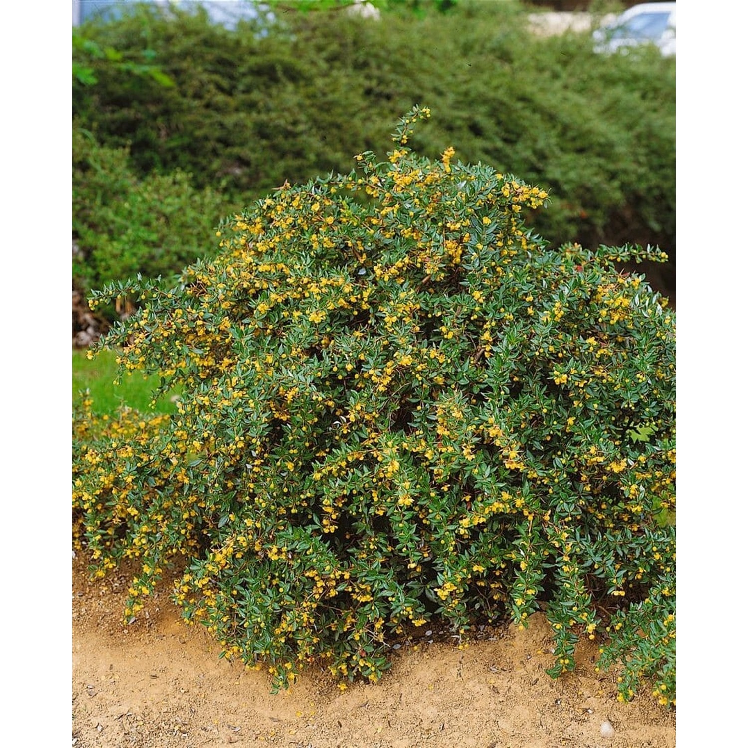 Berberis Candidula Jytte Immergrüne Berberitze 25–30 cm günstig online kaufen