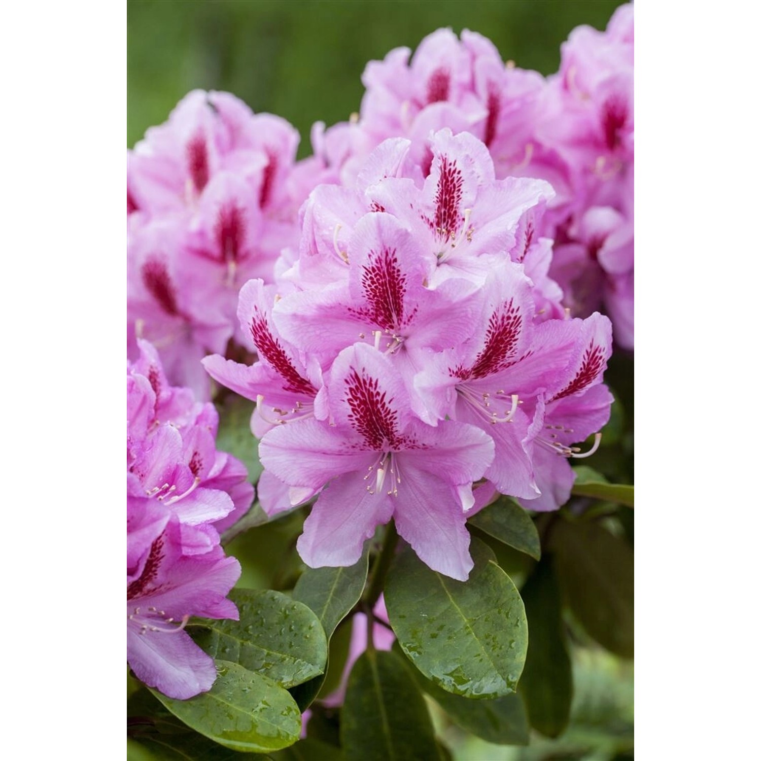 Rhododendron Hybr. Furnivalls Daughter Rosa Blüten 90–100 cm günstig online kaufen