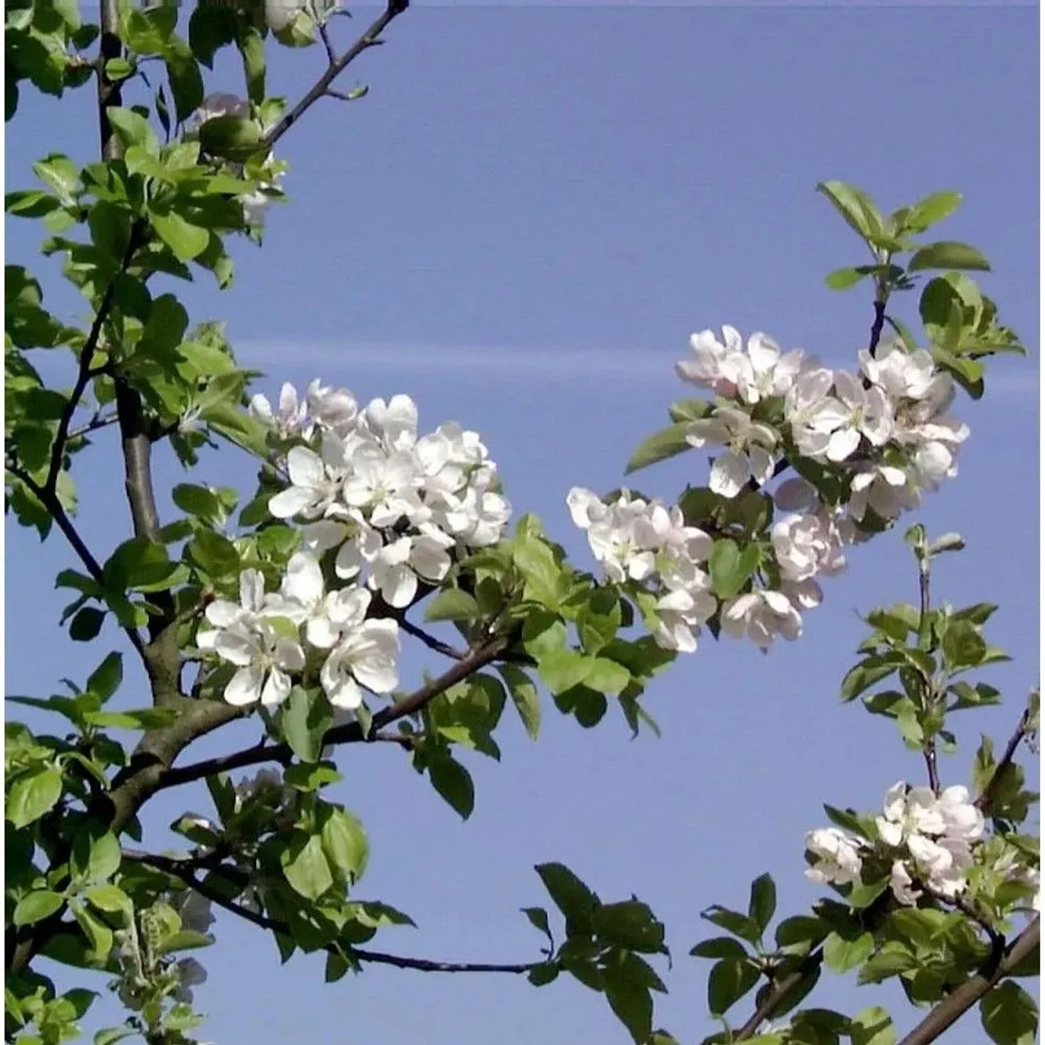 Wildapfel - Holzapfel 60-80cm - Malus sylvestris