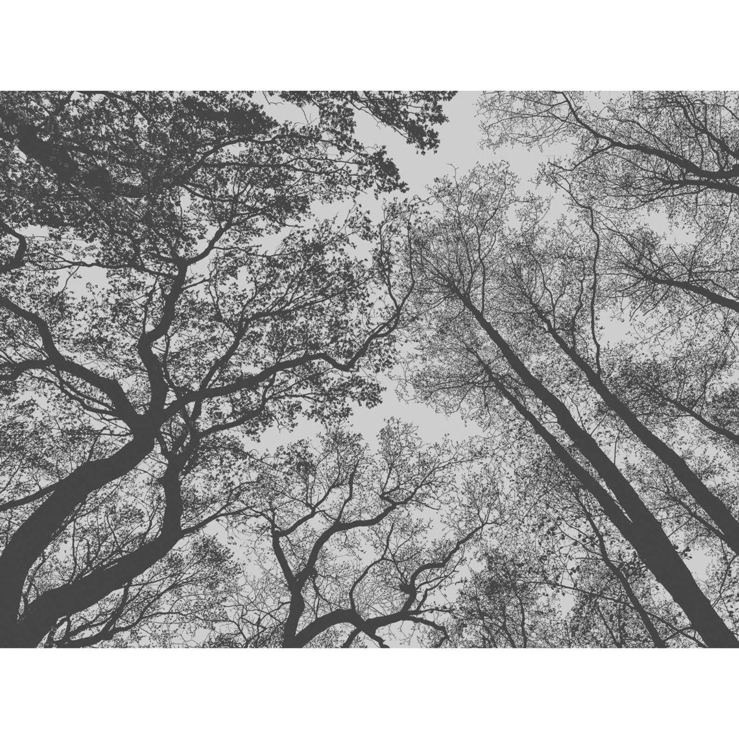 Bricoflor Fototapete Mit Baumkronen Im Himmel Wald Tapete Schwarz Weiß Für Schlafzimmer Und Flur Baum Vliestapete Dunkel