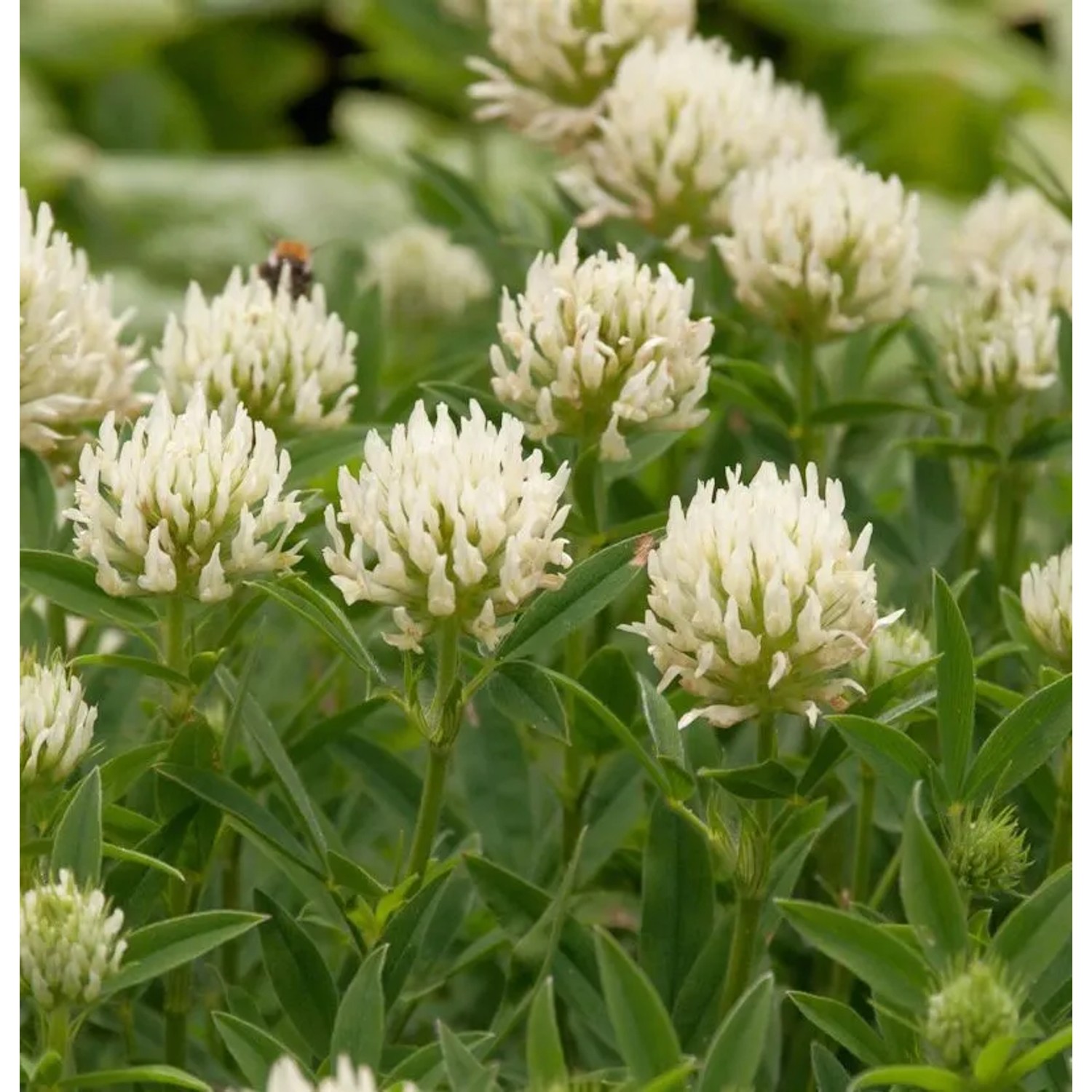 Blaßgelber Klee - Trifolium ochroleucon