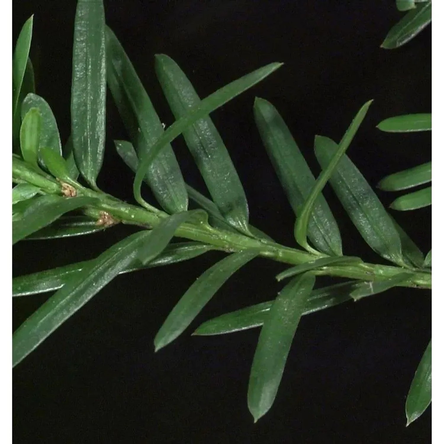 Kugelschnitt Eibe Hillii 30-40cm - Taxus media