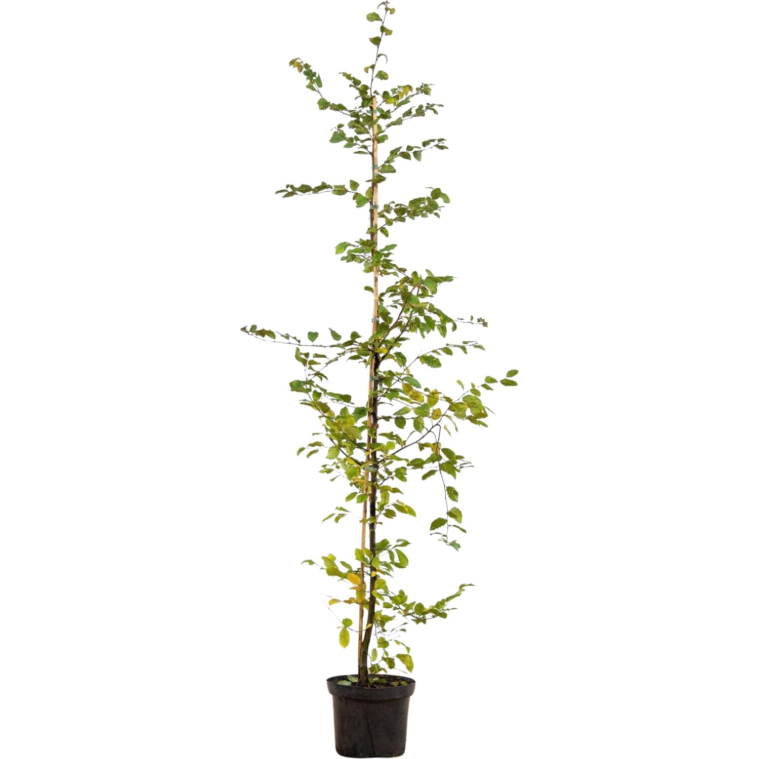 Hainbuche Set à 45 Stück Höhe ca. 150 - 175 cm Carpinus betulus