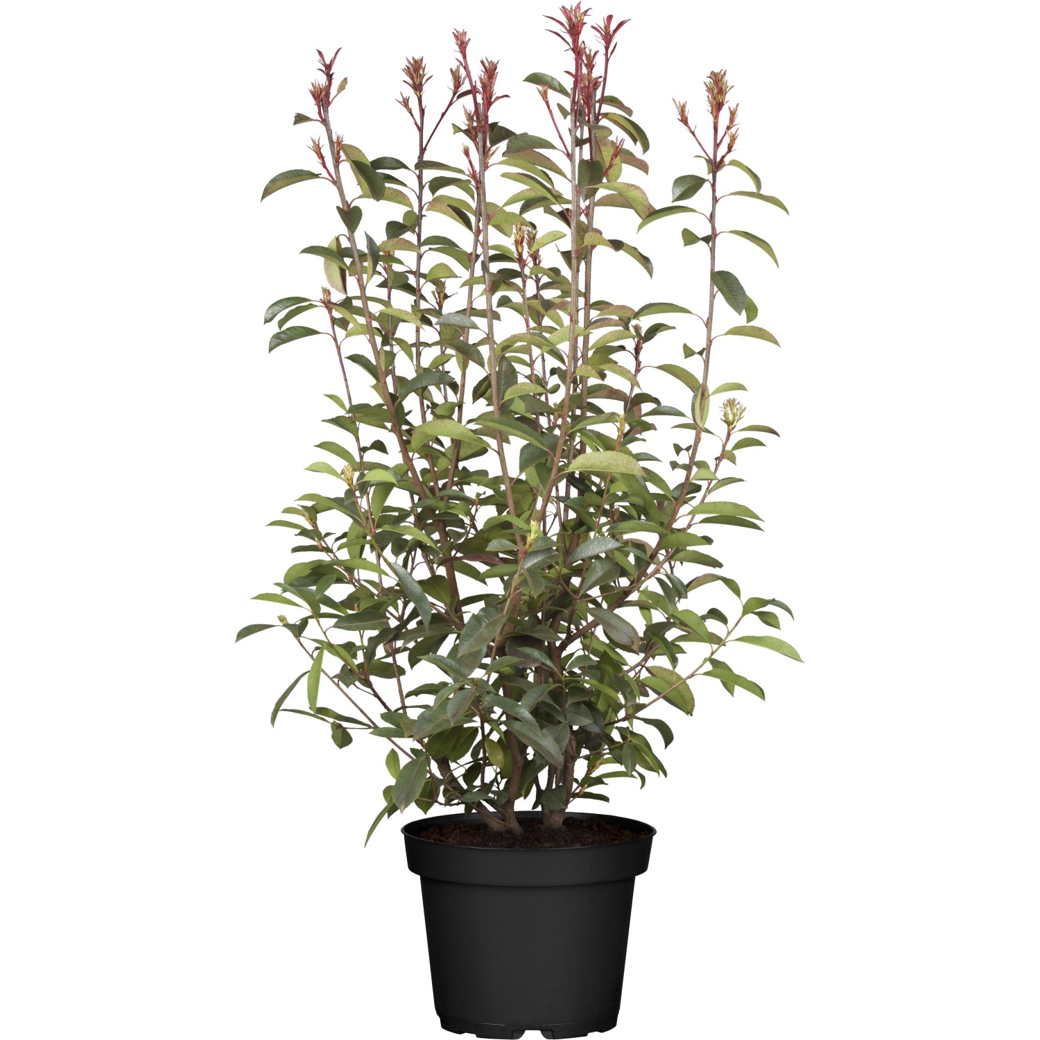 Glanzmispel Red Robin Set à 10 Stück Höhe ca. 125 - 150 cm Photinia fraseri