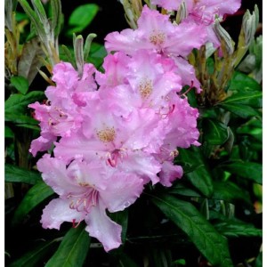 Rosa Rhododendron Millenium (viscosum), 30-40cm, Nahaufnahme der Blüte.