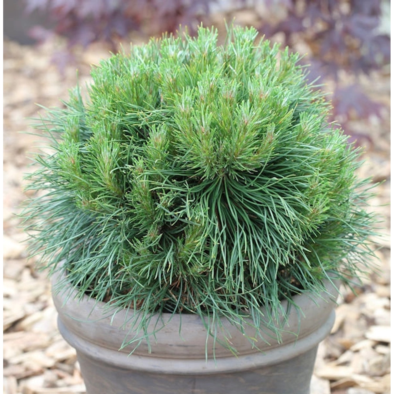 Kompakte Kugelkiefer Varella 15-20cm - Pinus mugo